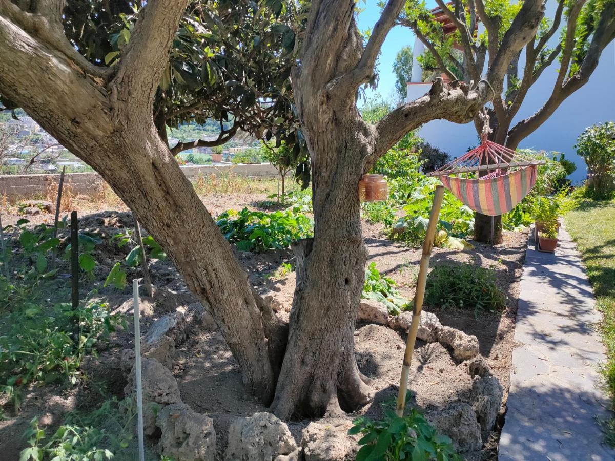 Il Giardino Daire Barano dʼIschia Dış mekan fotoğraf